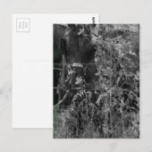 Carte Postale Cheval Amish Grunge noir et blanc (Devant / Derrière)