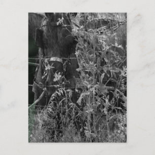 Carte Postale Cheval Amish Grunge noir et blanc