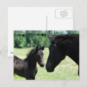 Carte Postale Cheval amour maman et bébé (Devant / Derrière)