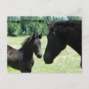 Carte Postale Cheval amour maman et bébé