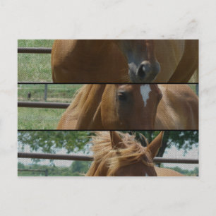 Carte Postale Cheval amusant