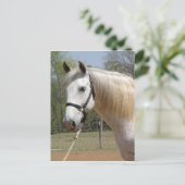 CARTE POSTALE CHEVAL ANDALOUSIEN MORISCO (Debout devant)