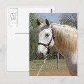 CARTE POSTALE CHEVAL ANDALOUSIEN MORISCO (Devant / Derrière)