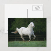 Carte Postale Cheval Appaloosa 1 (Devant / Derrière)