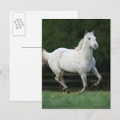 Carte Postale Cheval Appaloosa 1 (Devant / Derrière)