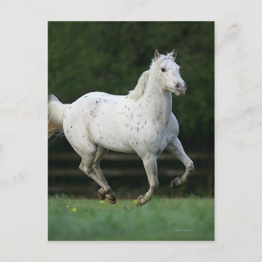 Carte Postale Cheval Appaloosa 1 (Devant)