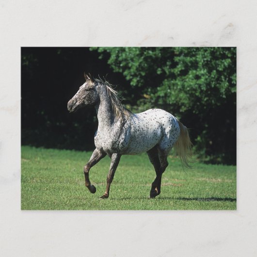 Carte Postale Cheval Appaloosa 2 (Devant)