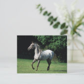 Carte Postale Cheval Appaloosa 2 (Debout devant)