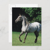 Carte Postale Cheval Appaloosa 2 (Devant / Derrière)