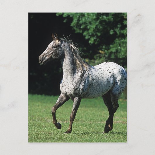Carte Postale Cheval Appaloosa 2 (Devant)