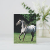 Carte Postale Cheval Appaloosa 2 (Debout devant)