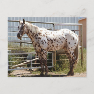 Carte Postale Cheval Appaloosa Brown tacheté