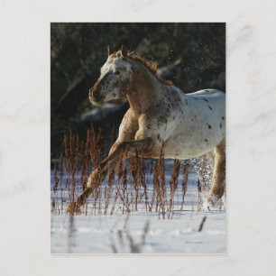 Carte Postale Cheval Appaloosa courant dans la neige