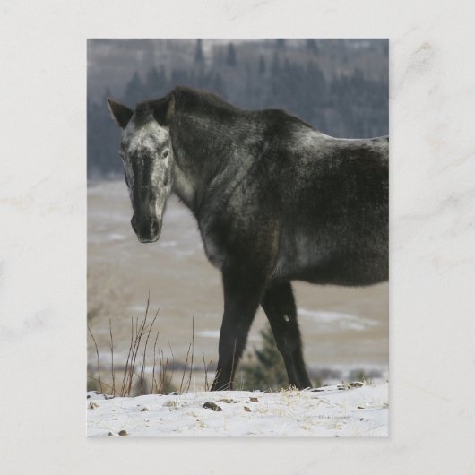 Carte Postale Cheval Appaloosa dans la neige (Devant)
