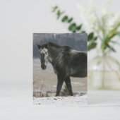 Carte Postale Cheval Appaloosa dans la neige (Debout devant)