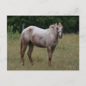 Carte Postale Cheval Appaloosa debout dans l'herbe (Devant)