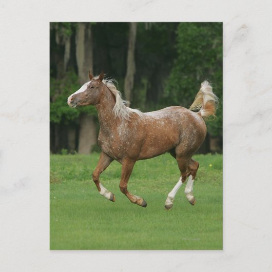 Carte Postale Cheval Appaloosa en course (Devant)