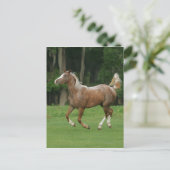 Carte Postale Cheval Appaloosa en course (Debout devant)