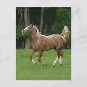 Carte Postale Cheval Appaloosa en course