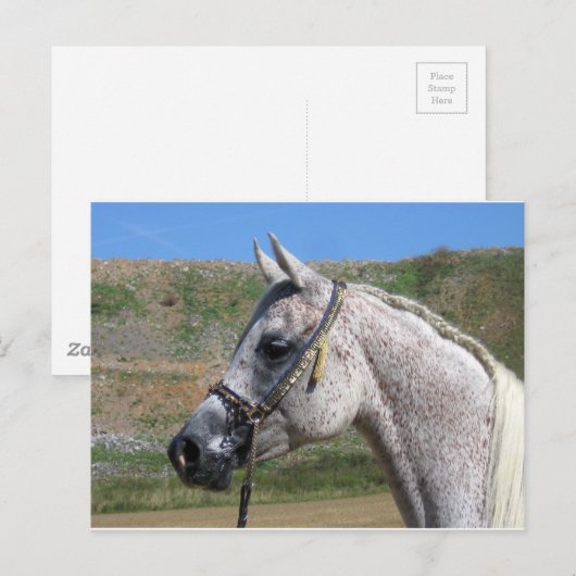 Carte Postale Cheval arabe (Devant / Derrière)