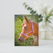 Carte Postale Cheval arabe (Debout devant)