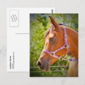 Carte Postale Cheval arabe (Devant / Derrière)