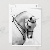Carte Postale Cheval arabe (Devant / Derrière)