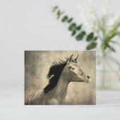 Carte Postale Cheval arabe (Debout devant)