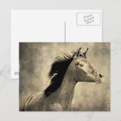 Carte Postale Cheval arabe (Devant / Derrière)