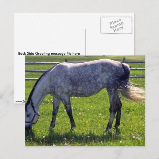 Carte Postale Cheval arabe (Devant / Derrière)