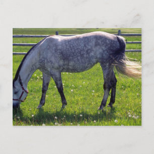 Carte Postale Cheval arabe