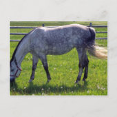 Carte Postale Cheval arabe (Devant)