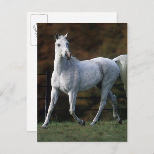 Carte Postale Cheval arabe 1 (Devant / Derrière)