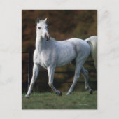 Carte Postale Cheval arabe 1 (Devant)