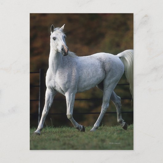 Carte Postale Cheval arabe 1 (Devant)