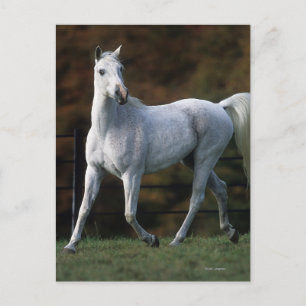 Carte Postale Cheval arabe 1