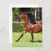Carte Postale Cheval arabe 2 (Devant / Derrière)