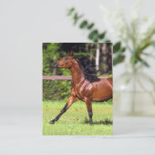 Carte Postale Cheval arabe 2 (Debout devant)