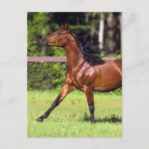 Carte Postale Cheval arabe 2