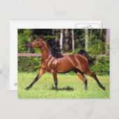 Carte Postale Cheval arabe 2 (Devant / Derrière)