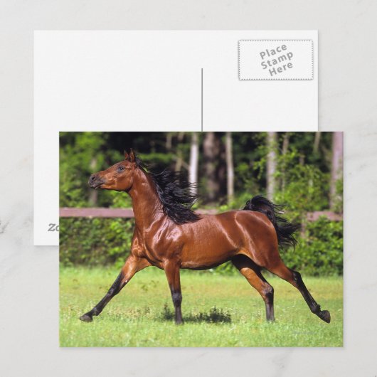 Carte Postale Cheval arabe 2 (Devant / Derrière)
