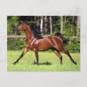 Carte Postale Cheval arabe 2 (Devant)