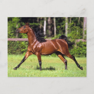 Carte Postale Cheval arabe 2