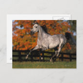 Carte Postale Cheval arabe : Automne 1 (Devant / Derrière)
