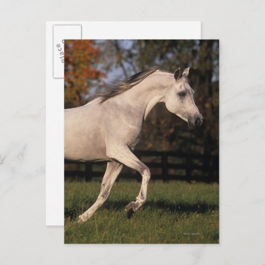 Carte Postale Cheval arabe : Automne 2 (Devant / Derrière)