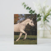 Carte Postale Cheval arabe : Automne 2 (Debout devant)