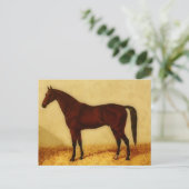 Carte Postale Cheval arabe avec manteau de châtaignier (Debout devant)
