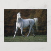 Carte Postale Cheval arabe courant 1 (Devant)