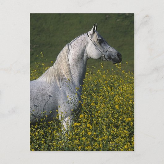 Carte Postale Cheval arabe debout en fleurs (Devant)