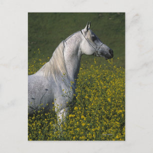 Carte Postale Cheval arabe debout en fleurs